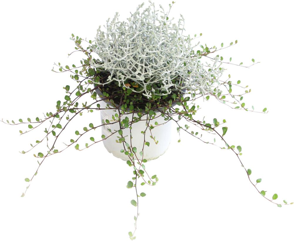 Hopealanka Calocephalus ja lankaköynnös Muehlenbackia P12