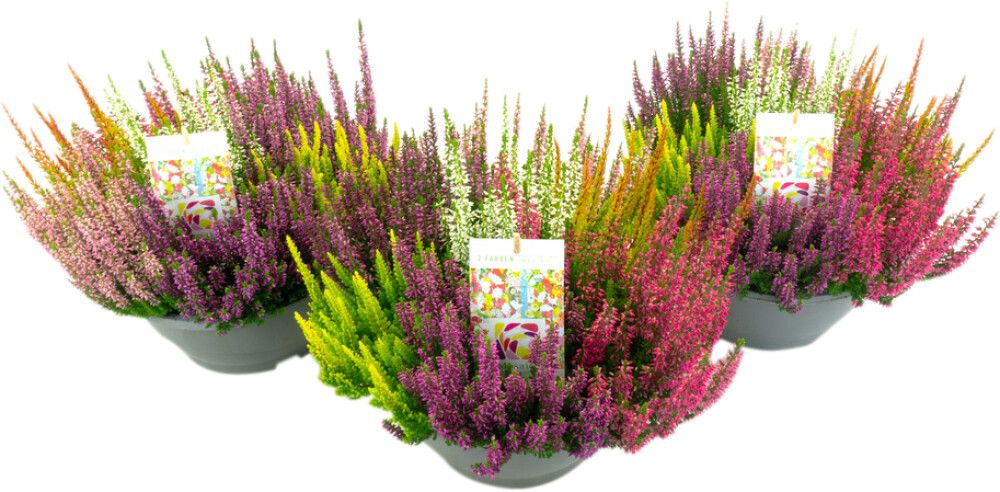 Kanerva Calluna Beauty Ladies Mosaica P23