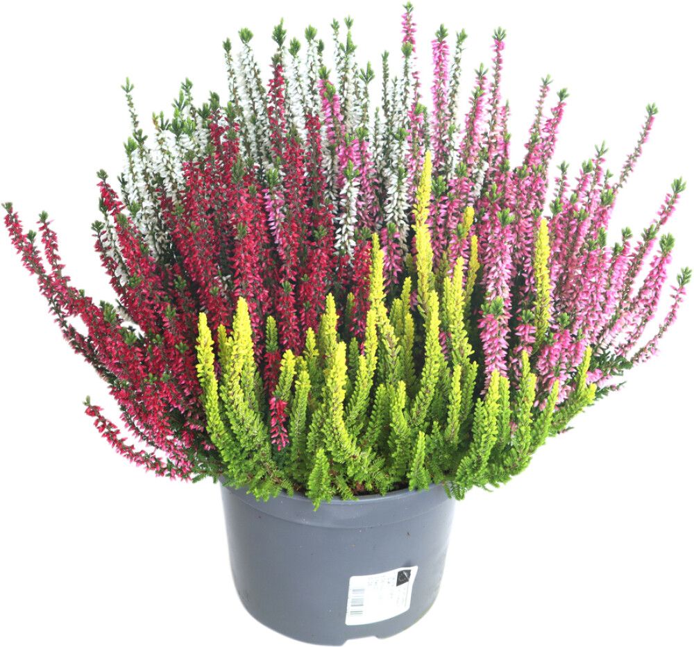 Kanerva Calluna Beauty Ladies Quattro P17