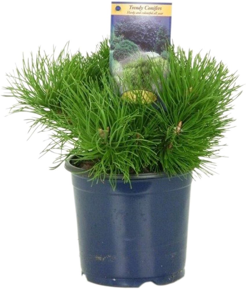 Kääpiövuorimänty Pinus Mugo Pumilio