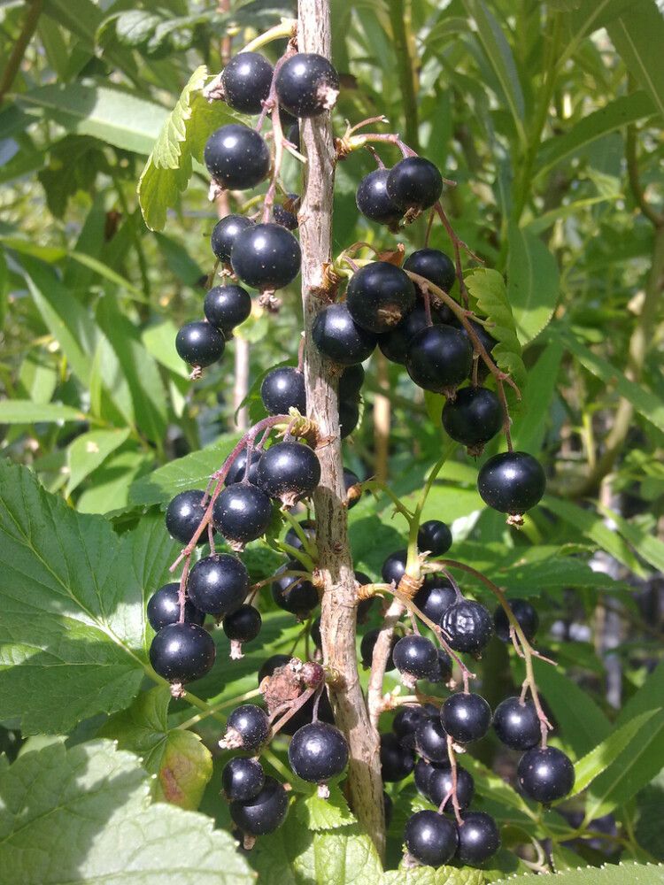 Mustaherukka Ribes Nigrum Mortti Fine