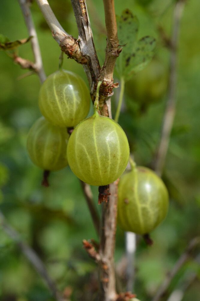 Karviainen Ribes Uva Crispa Hinnonmäen keltainen