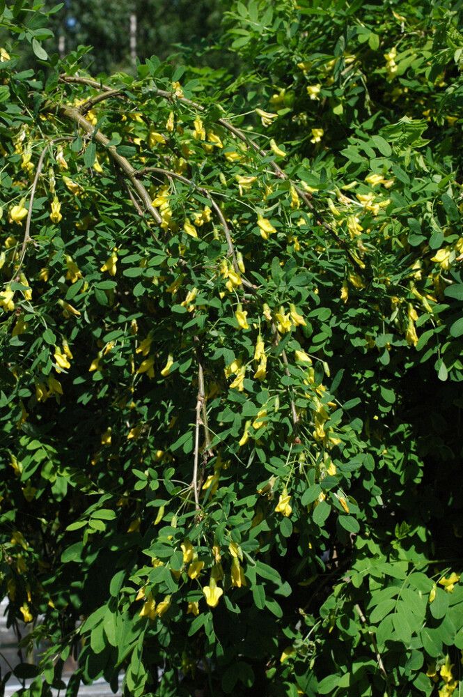 Riippahernepuu Caragana Arborescens Pendula