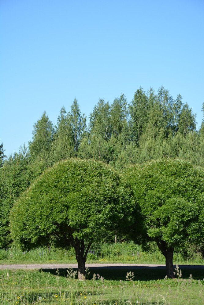 Terijoensalava Salix Fragilis Bullata