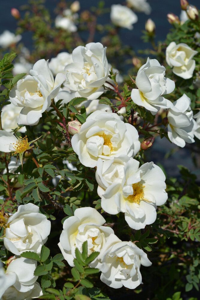 Juhannusruusu Rosa Spinosissima Plena