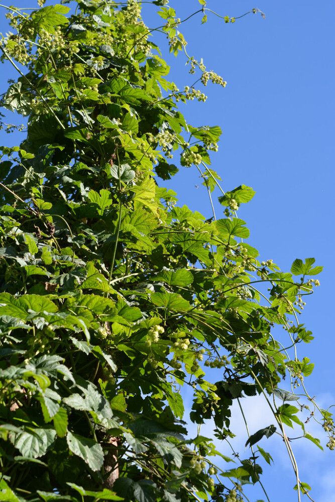 Humala Humulus Lupus