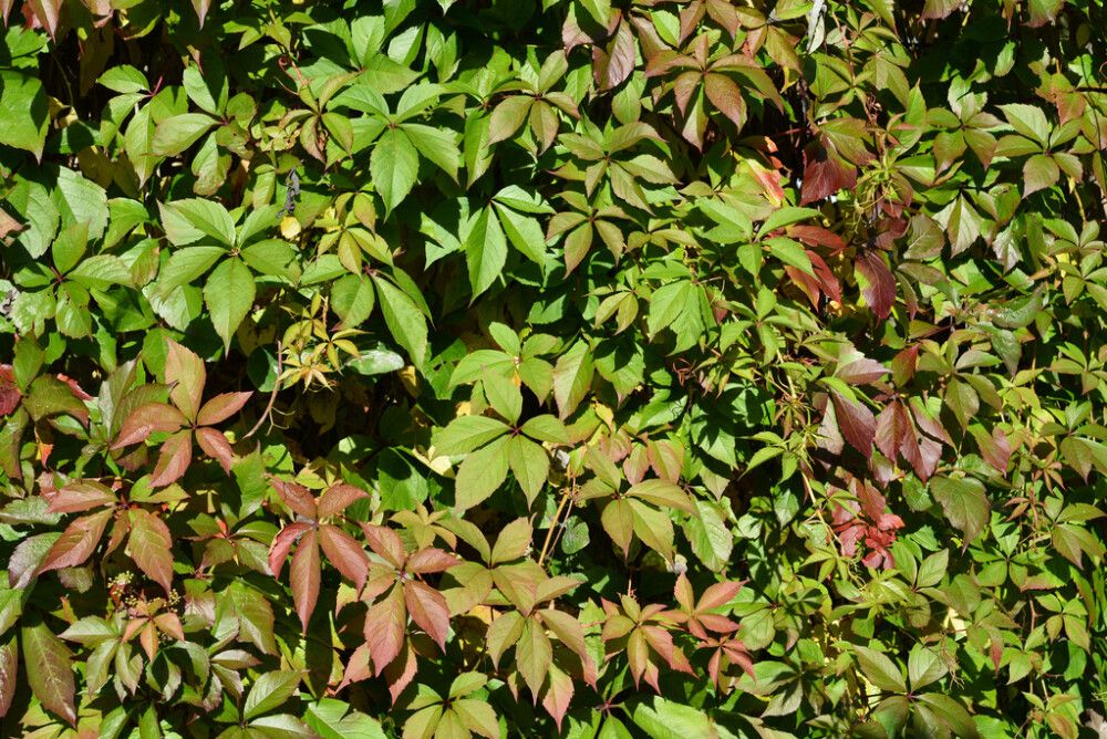 Säleikkövilliviini Parthenocissus Inserta AT2