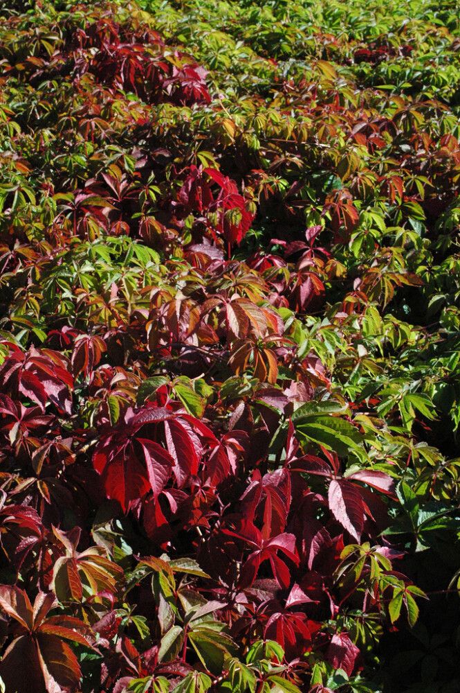 Imukärhivilliviini Parthenocissus Quinquefolia AT2