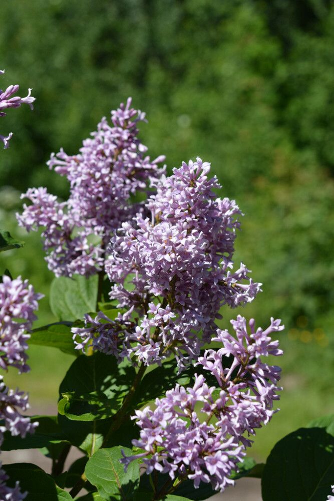 Unkarinsyreeni Syringa Josikaea