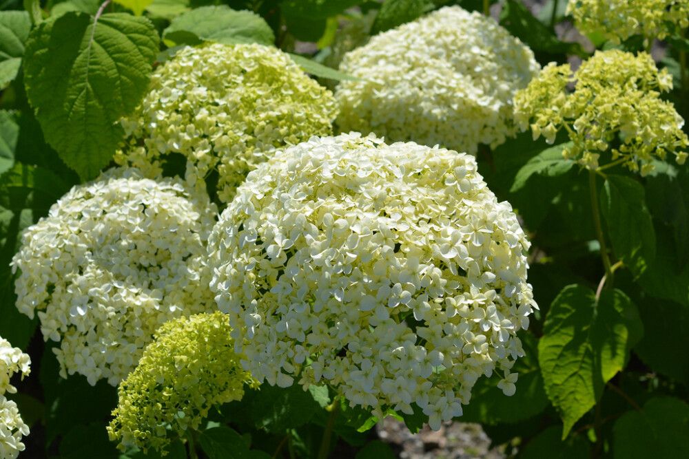 Pallohortensia Hydrangea Arborescens Annabelle