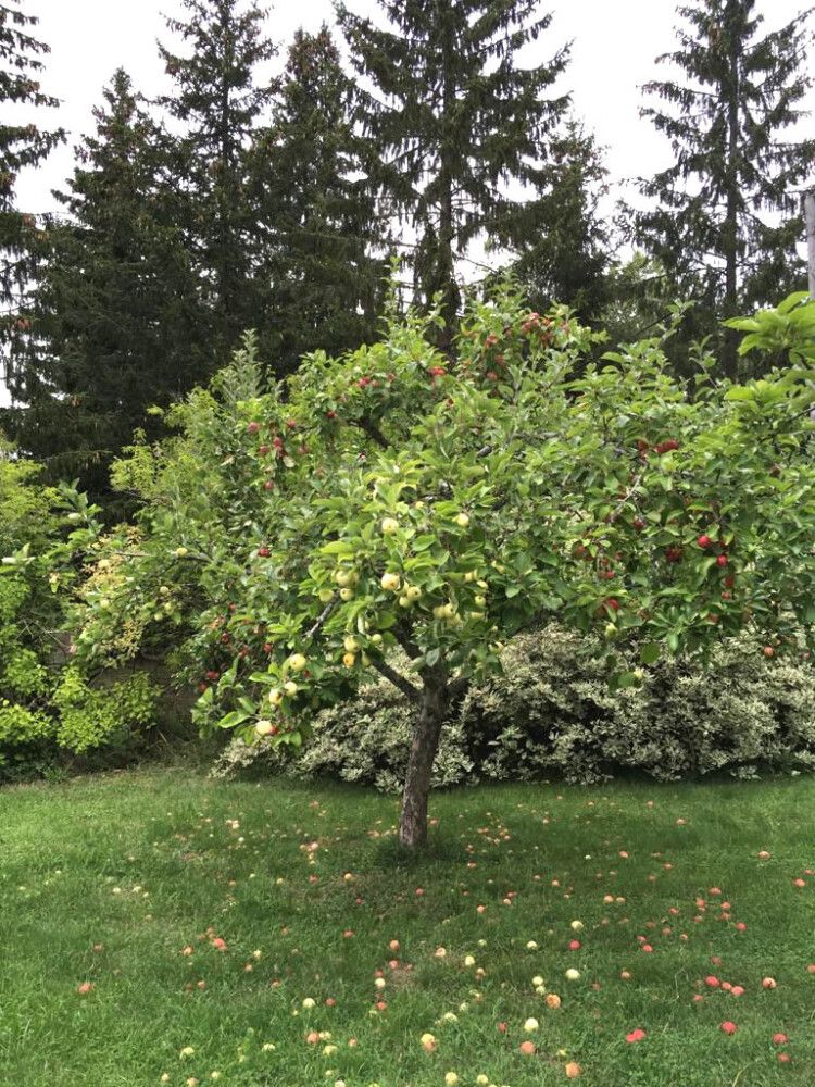 Perheomenapuu Malus Domestica