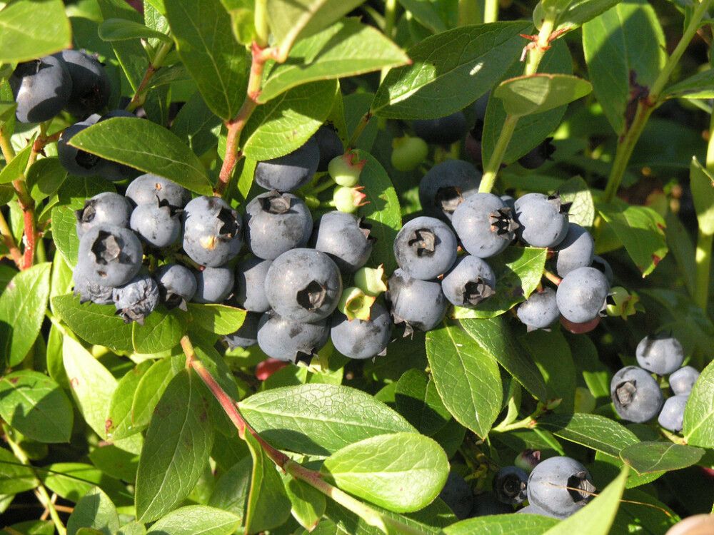 Tarhapensasmustikka Vaccinium Angustifolium Aino Fine