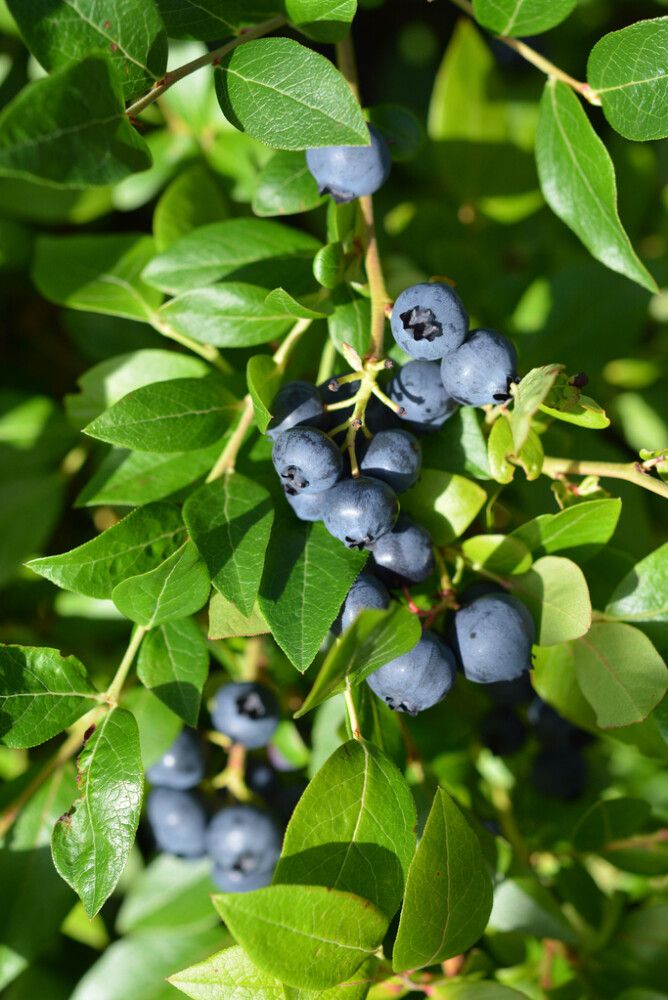 Tarhapensasmustikka Vaccinium Angustifolium Alvar Fine