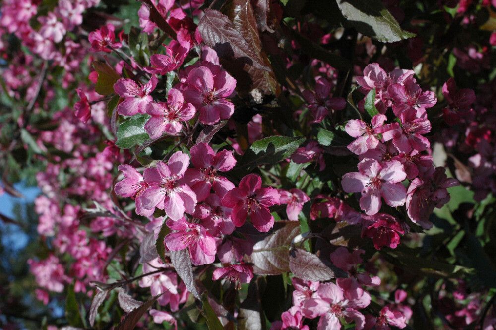 Purppuraomenapuu Malus Linnanmäki