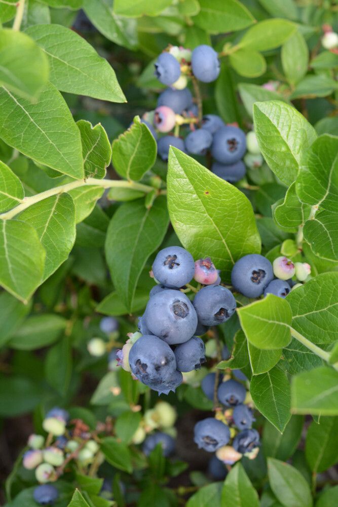 Tarhapensasmustikka Vaccinium Angustifolium North Blue