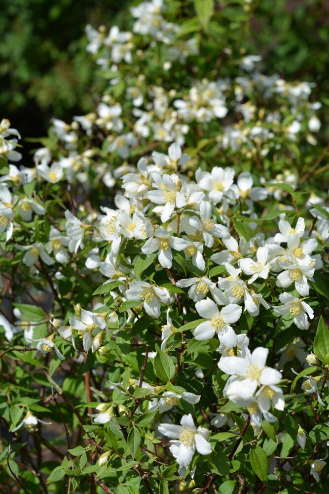 Pikkujasmike Philadelphus Lemoinei