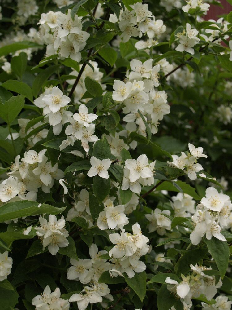 Pihajasmike Philadelphus Coronarius