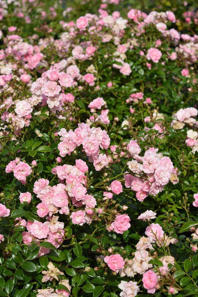 Ruusu Rosa The Fairy