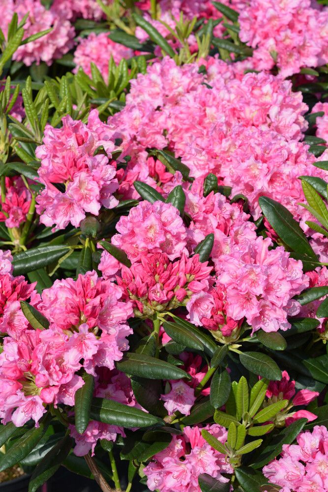 Alppiruusu Rhododendron Haaga