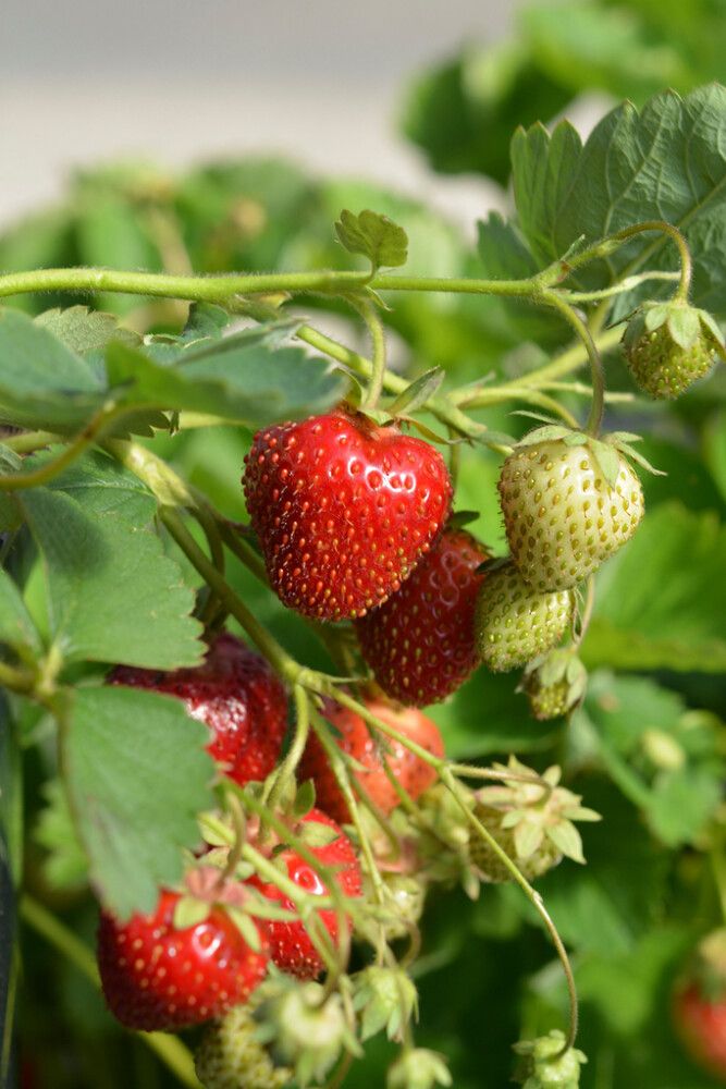 Mansikantaimet Bounty 10 kpl