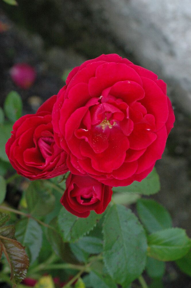 Köynnösruusu Rosa Flammentanz