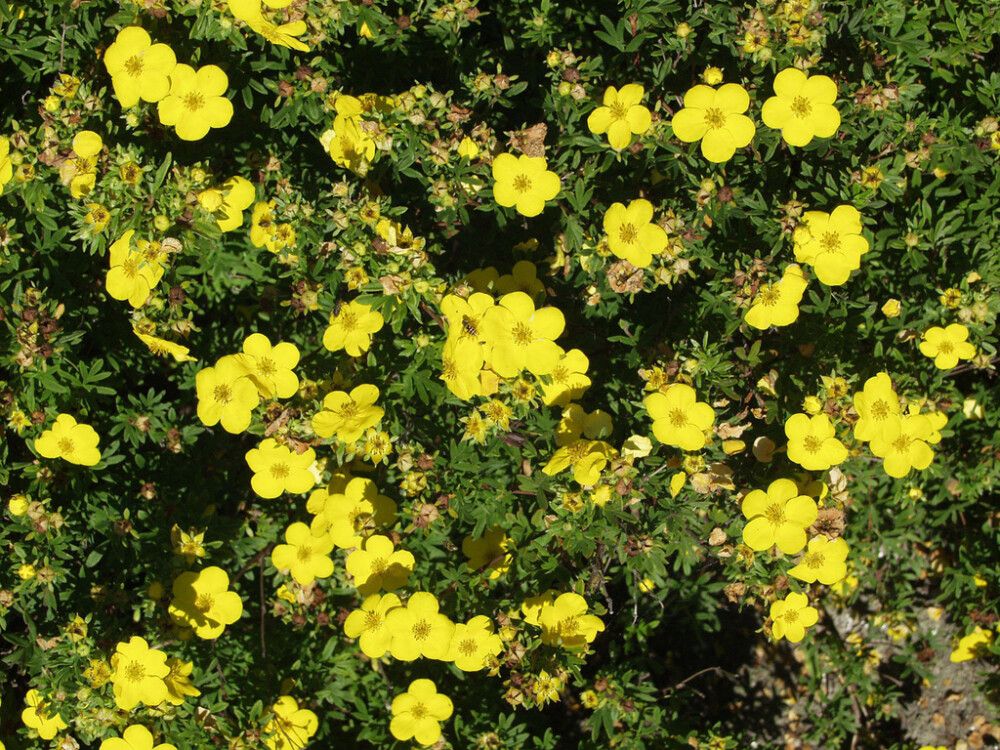 Pensashanhikki Dasiphora Fruticosa Goldfinger