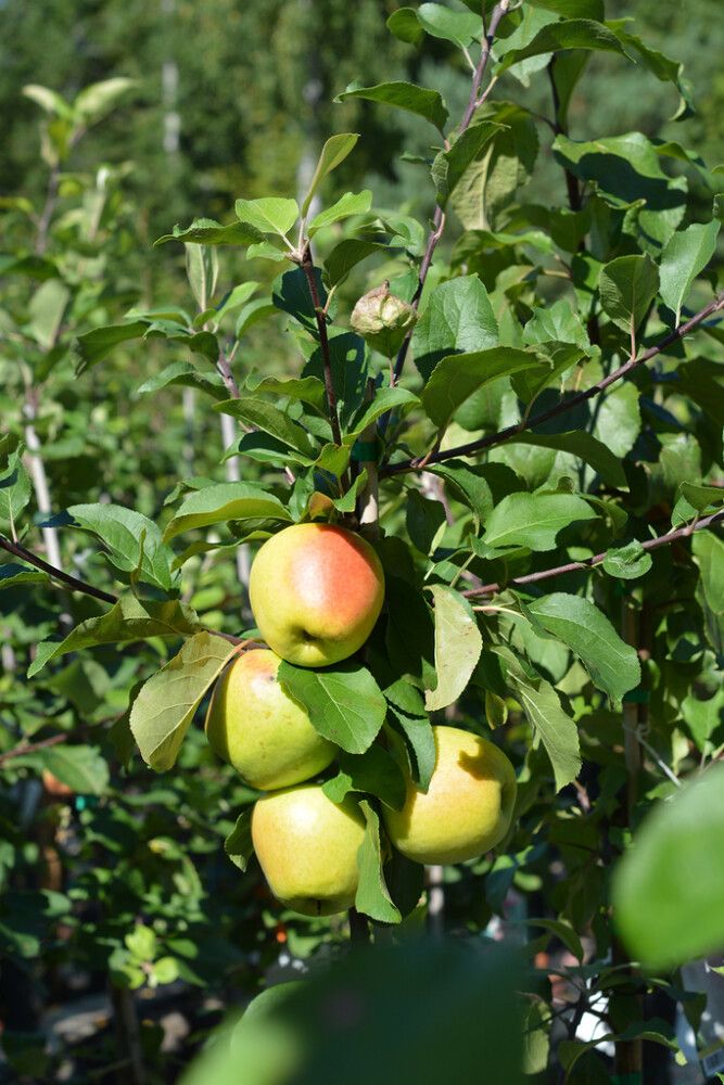 Omena Malus Domestica Vuokko