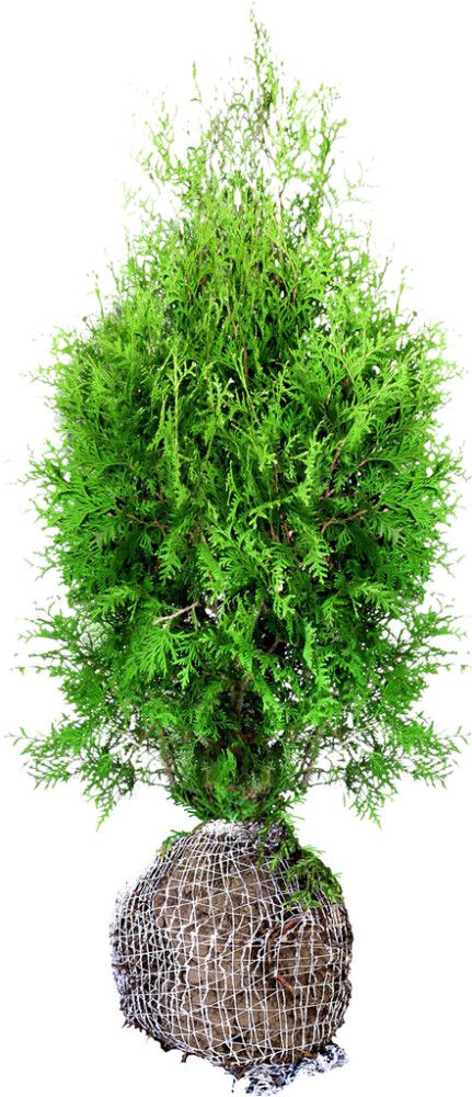 Kartiotuija Thuja occidentalis Brabant 80-100 cm