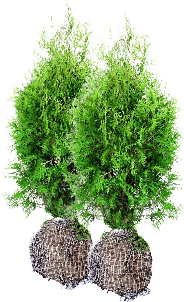 Timanttituija Thuja occidentalis Smaragd 80-100 cm