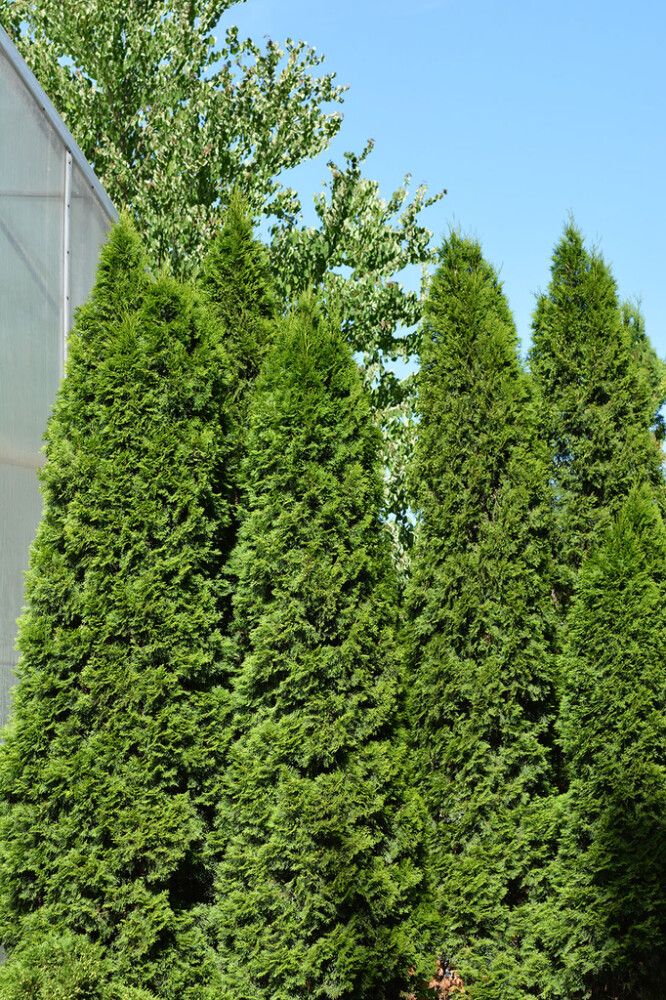 Timanttituija Thuja occidentalis Smaragd 80-100 cm