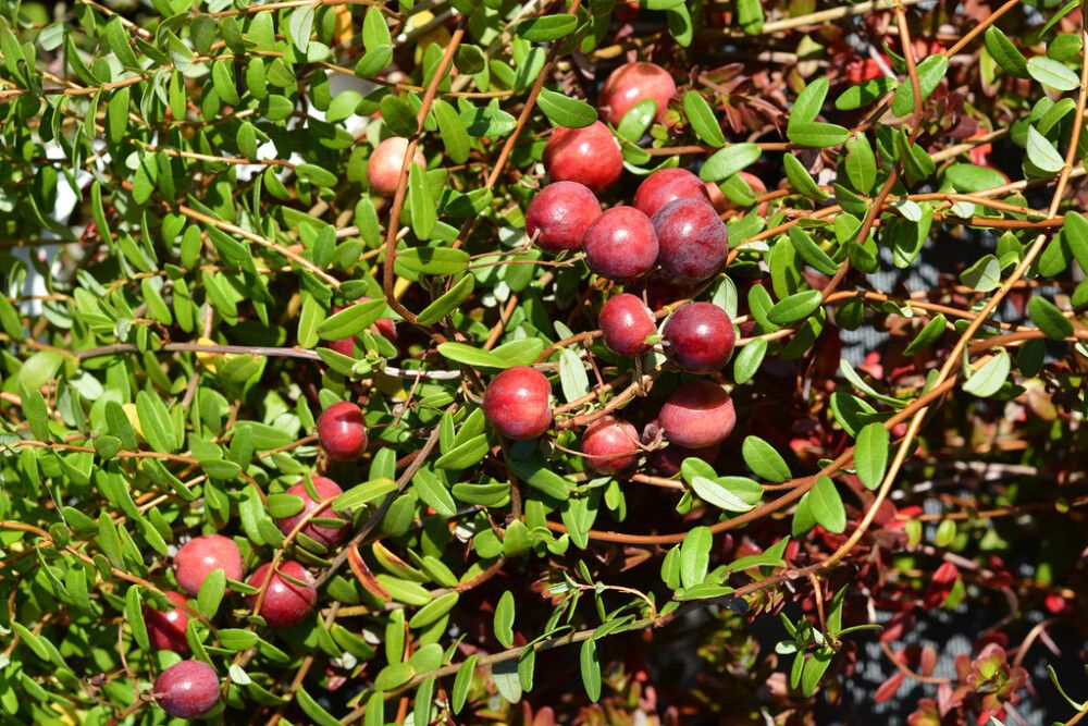 Amerikankarpalo Vaccinium Macrocarpon Stevens