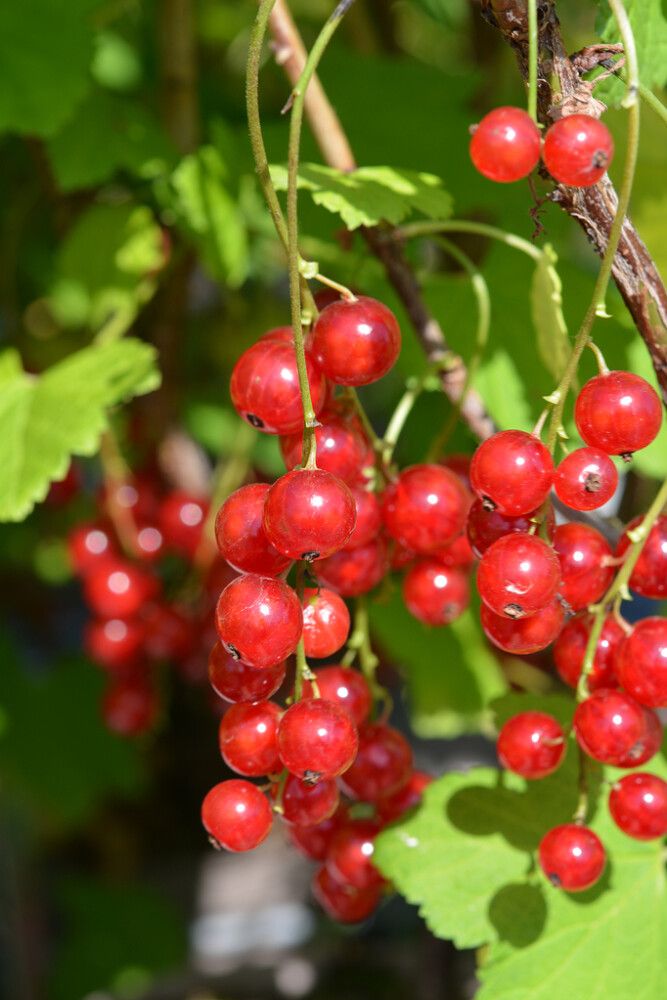 Punaherukka Ribes Rubrum Jonheer Van Tets