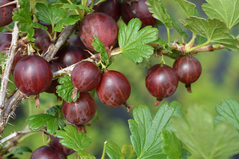 Karviainen Ribes Uva Crispa Lepaan punainen