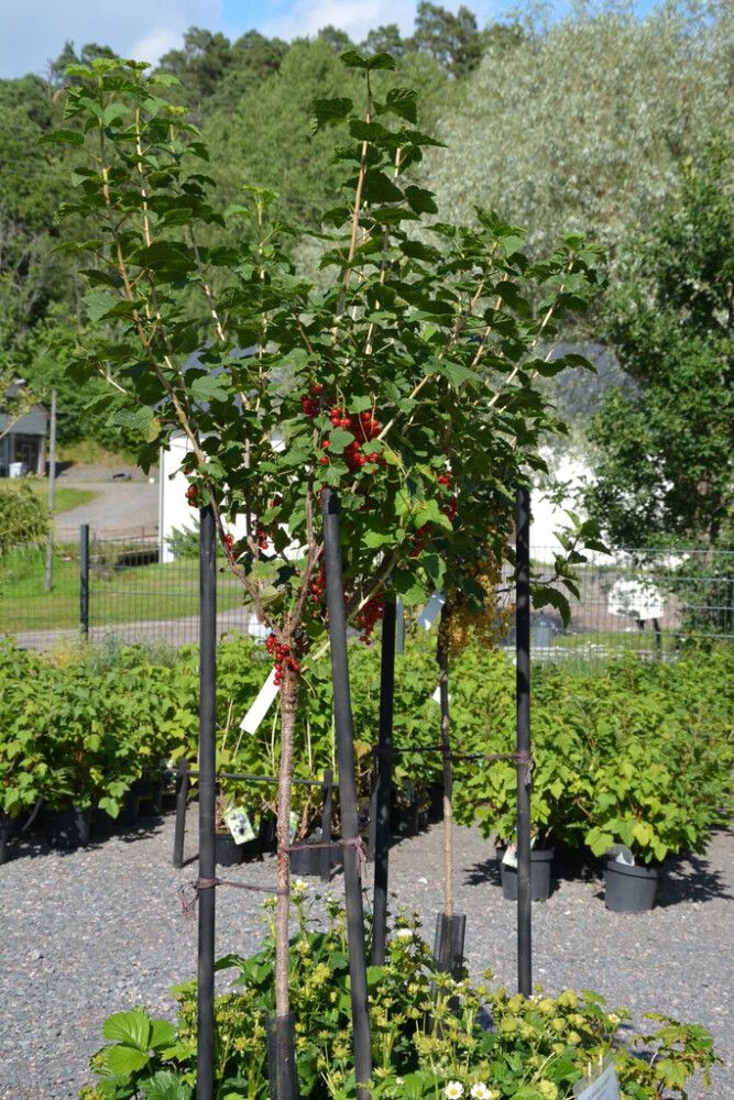 Karviainen Ribes Uva Crispa Lepaan punainen