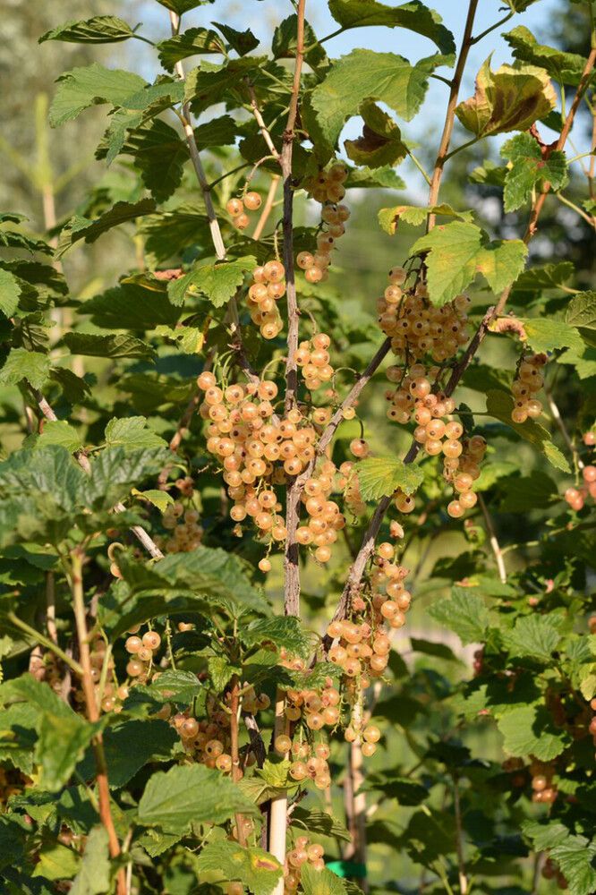 Karviainen Ribes Uva Crispa Lepaan punainen