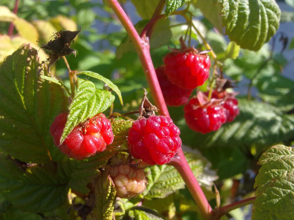 Vadelma Rubus Idaeus Muskoka Fine