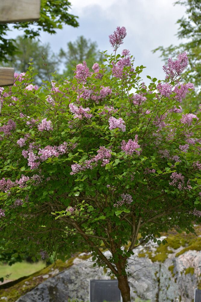 Pikkusyreeni Syringa Meyeri Palibin