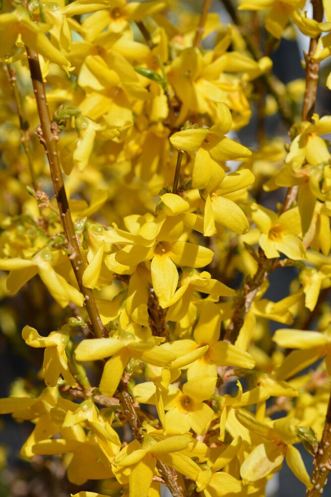 Komeaonnenpensas Forsythia Intermedia Courtalyn