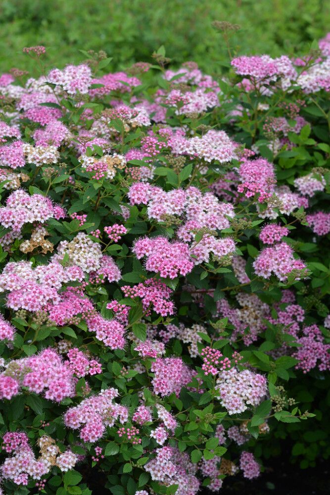 Keijuangervo Spiraea Japonica Little Princess