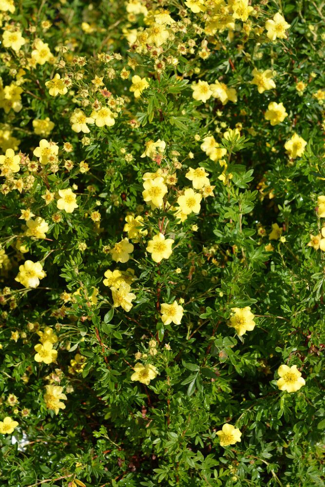 Pensashanhikki Dasiphora Fruticosa Tervola