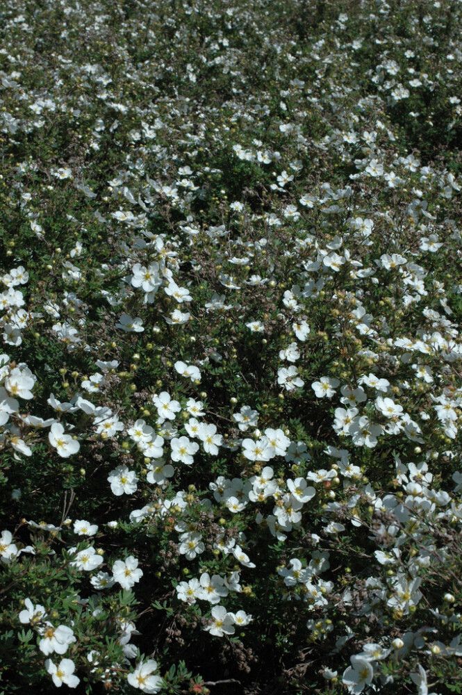 Pensashanhikki Dasiphora Fruticosa Abbotswood