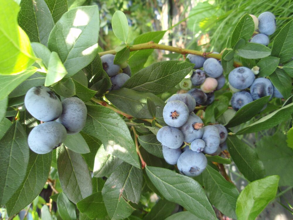 Pensasmustikka Vaccinium corymbosum Patriot