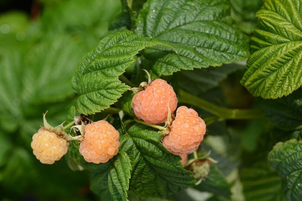 Vadelma Rubus Idaeus Fallgold