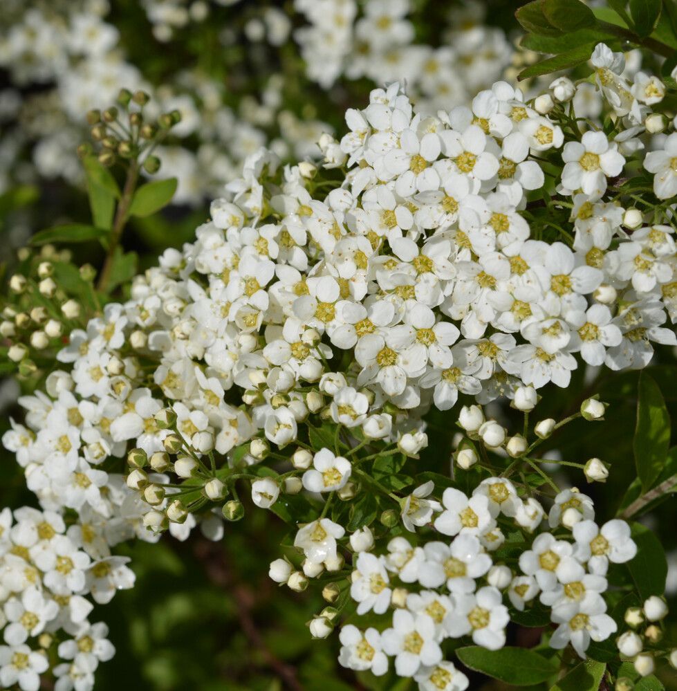 Norjanangervo Spiraea Grefsheim AT2