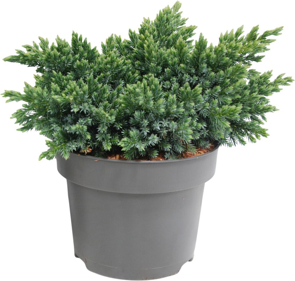 Sinikataja Juniperus Squamata Bluestar P17