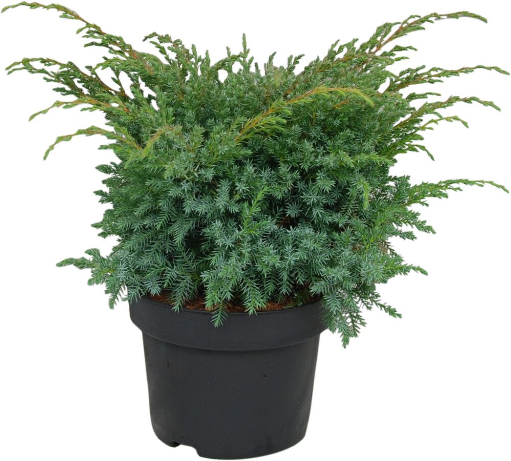 Sinikataja Juniperus Squamata Blue Swede P17