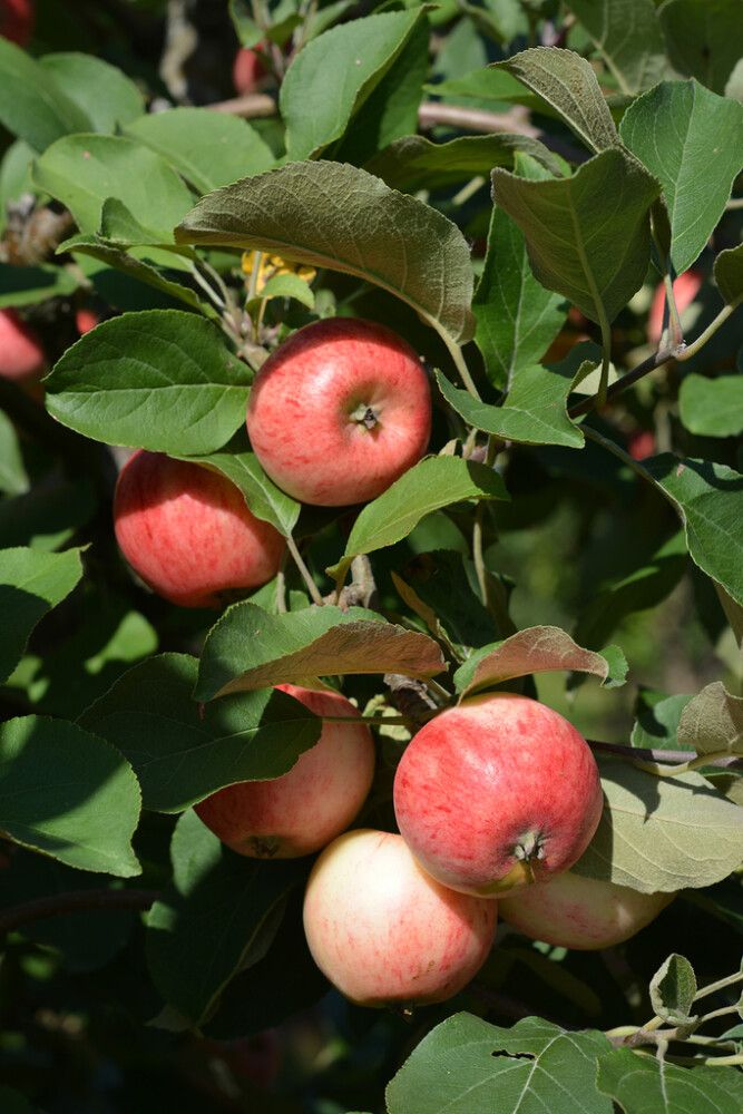 Omena Malus Domestica Huvitus