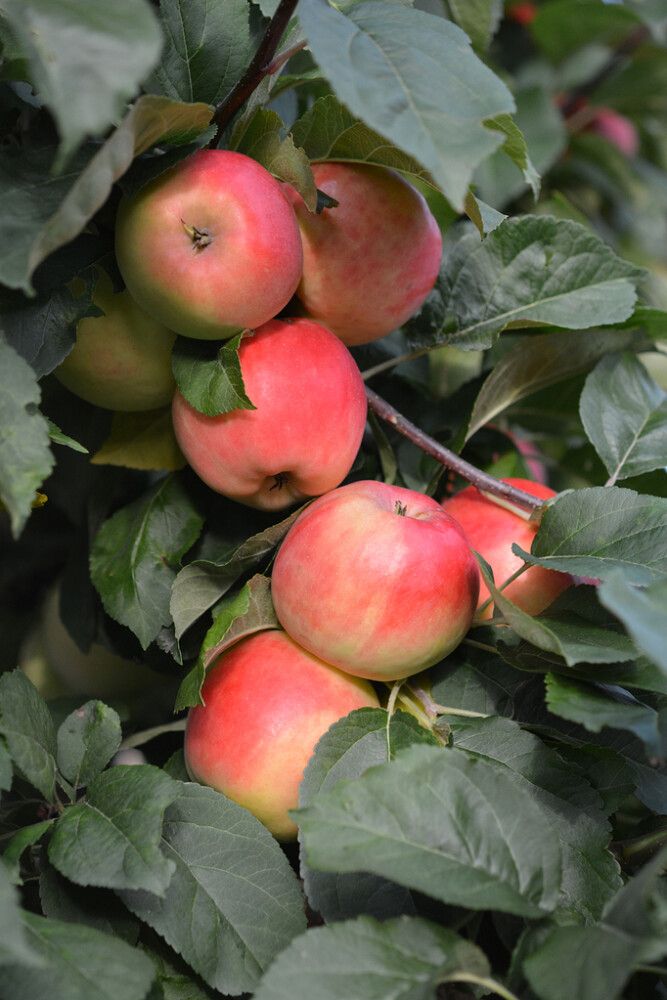 Omena Malus Domestica Konsta
