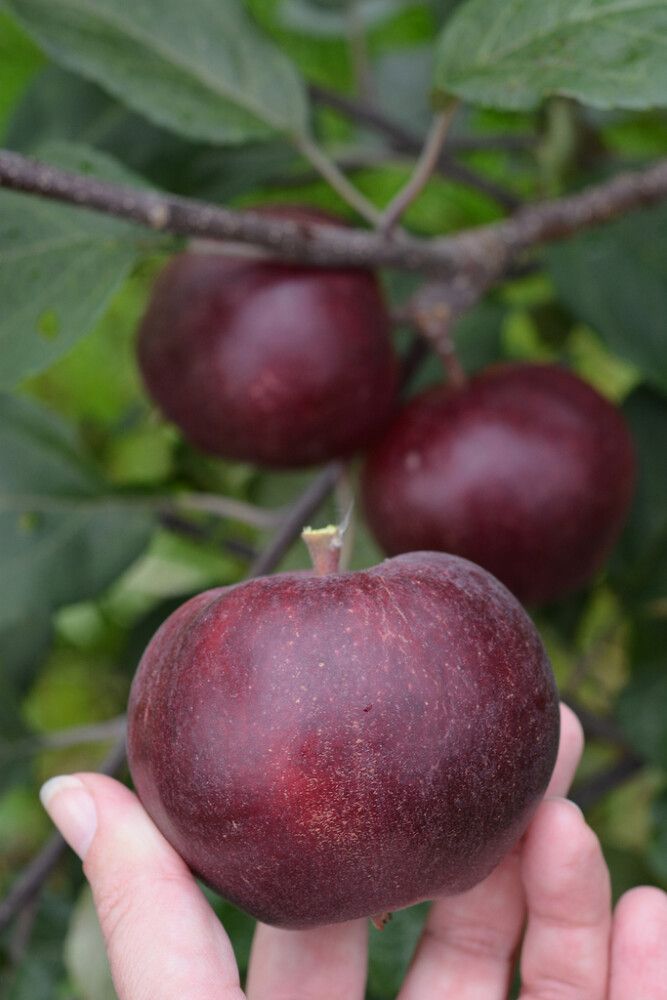 Omena Malus Domestica Pekka