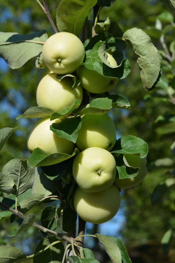 Omena Malus Domestica Valkeakuulas